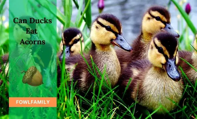 Can Ducks Eat Acorns? Duck’s Diet and Acorns