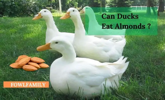 Can Ducks Eat Almonds? Yes, It’s Healthy With Considerations