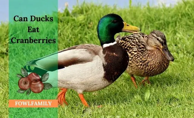 Can Ducks Eat Cranberries? Yes, They Can!