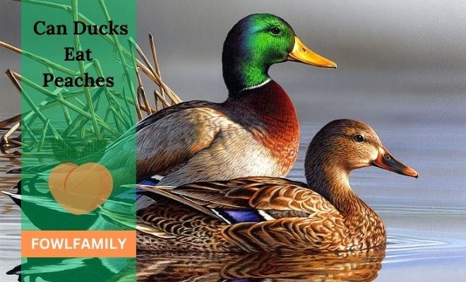Can Ducks Eat Peaches