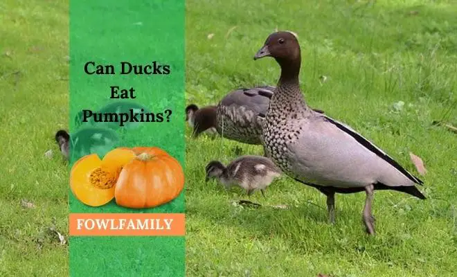 Can Ducks Eat Pumpkins? Benefits, Nutritional Facts & Risks
