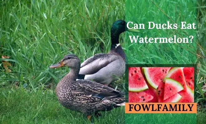Can Ducks Eat Watermelon? Yes, But Avoid Seeds and Rinds!
