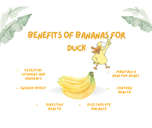 Health Benefits of Bananas for Ducks