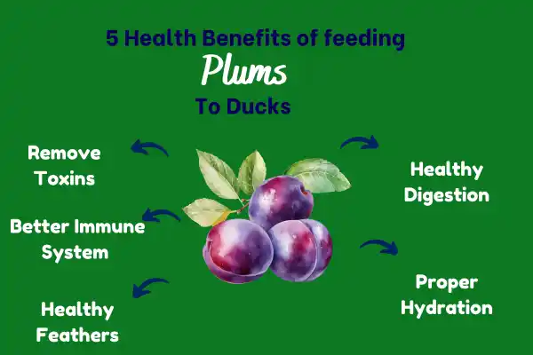 5 Health Benefits Of Feeding Plums To Ducks