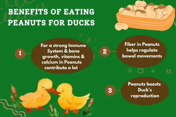 Benefits of Eating Peanuts for Ducks
