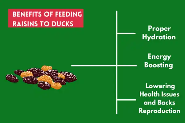 Benefits of Feeding Raisins to Your Ducks
