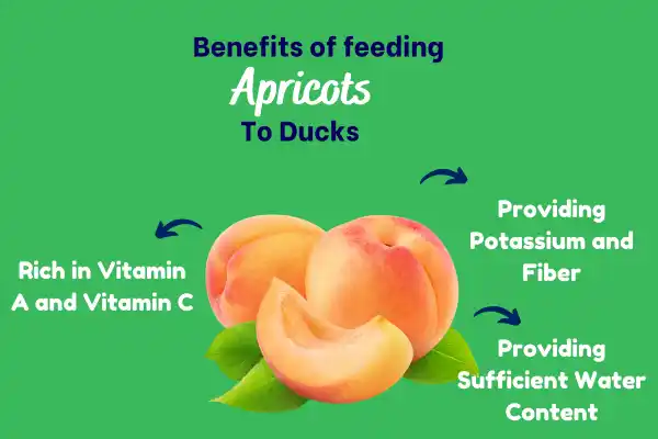 Benefits of feeding Apricots to Ducks