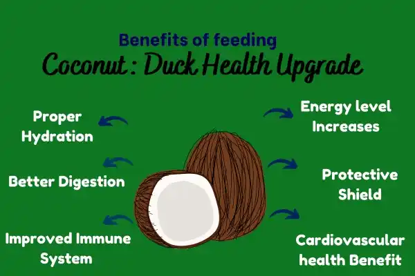 Benefits Of Feeding Coconut: Duck Health Upgrade