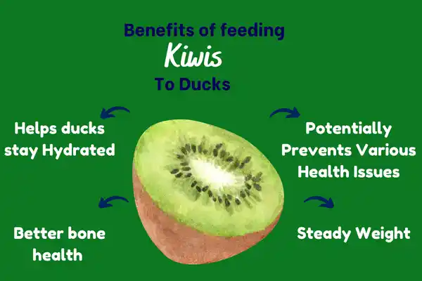 How Kiwis Will Benefit Your Ducks?
