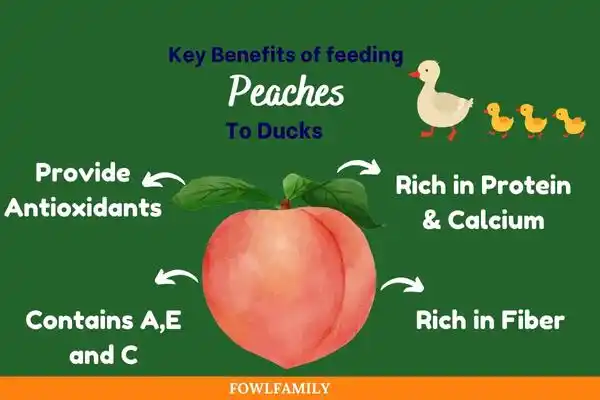 Benefits of Feeding Peaches to Ducks