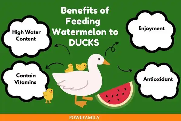 Benefits of Feeding Watermelon to Ducks