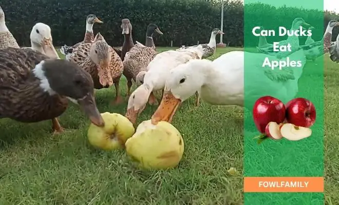 Can Ducks Eat Apples? Yes, Just Leave The Seeds And Core!