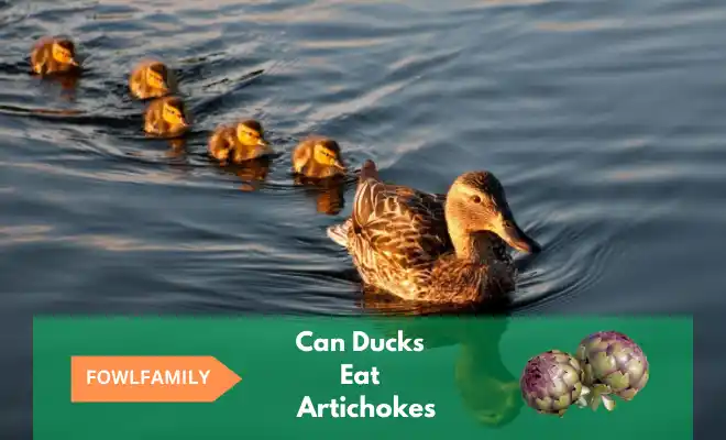 Can Ducks Eat Artichokes? Expensive But Nutritious
