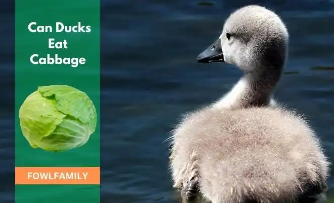 Can Ducks Eat Cabbage? They Love Such Leafy Veggies!