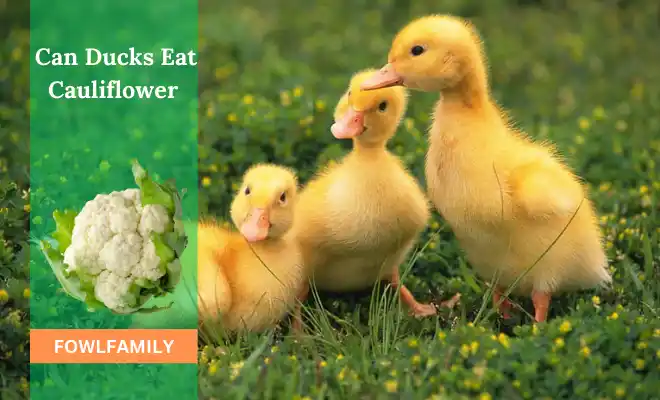 Can Ducks Eat Cauliflower? Revealing Everything You Need to Know