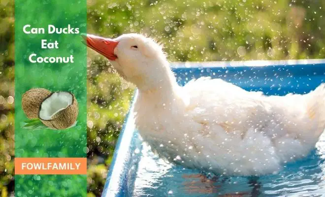 Can Ducks Eat Coconut? Yes, As An Occasional Treat!