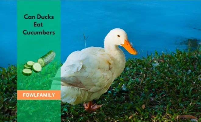 Can Ducks Eat Cucumbers? Yes, They Take The Bitterness!