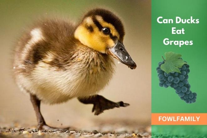 Can Ducks Eat Grapes? 4 Health Benefits Ensured!