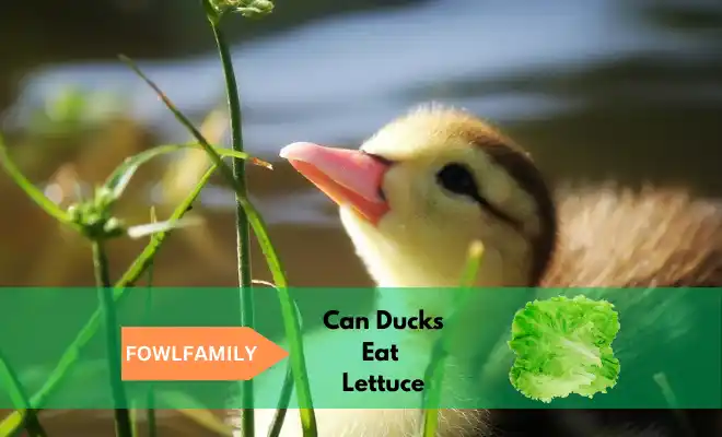 Can Ducks Eat Lettuce? With Pleasure!