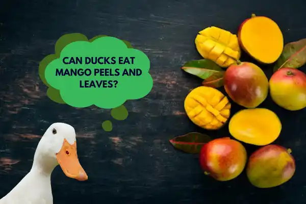 Can ducks eat mango peels and leaves?