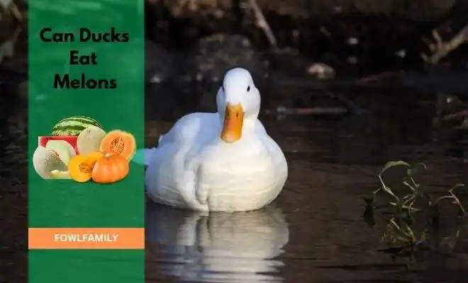 Can Ducks Eat Melons? Melons 101 – Duck Treat