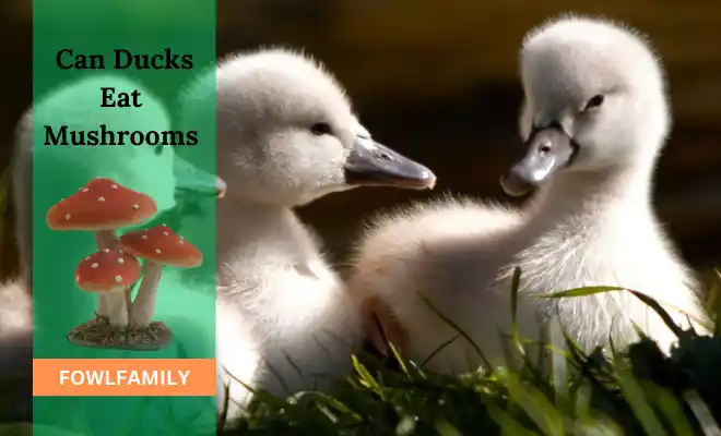 Can Ducks Eat Mushrooms? Safe With 8 Nutritional Value!