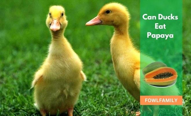 Can Ducks Eat Papaya