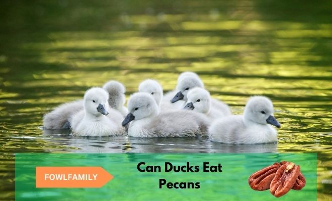 Can Ducks Eat Pecans? 4 Benefits And Precautions!