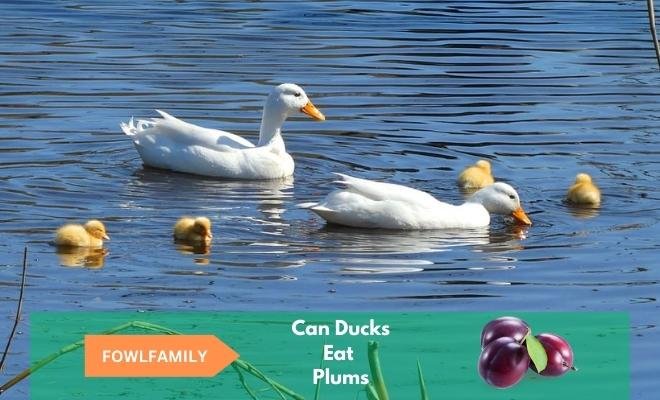 Can Ducks Eat Plums