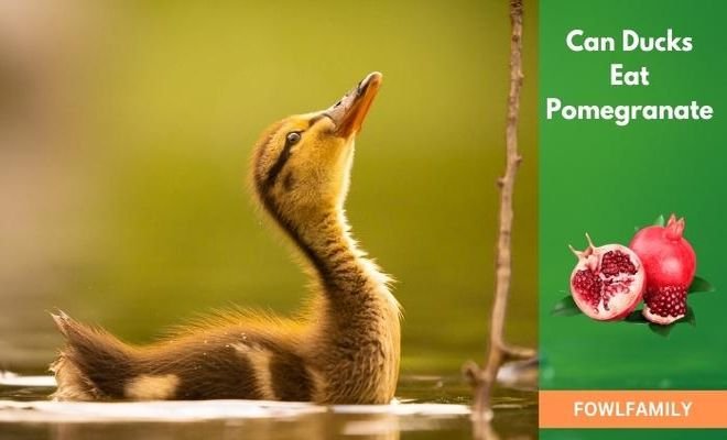 Can Ducks Eat Pomegranate