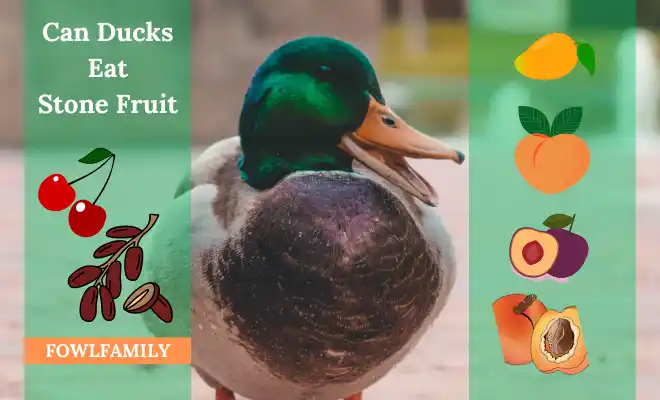 can ducks eat stone fruit