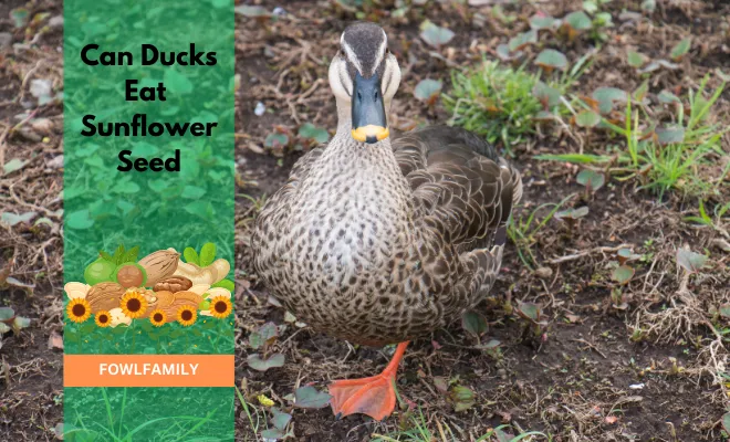 Can Ducks Eat Sunflower Seeds? Healthy With 5 Notable Nutrients!