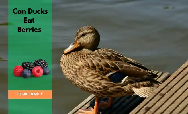 Can Ducks eat Berries