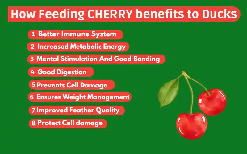 How Feeding Cherry Benefits Ducks