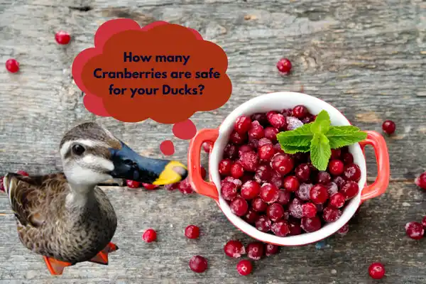 How Many Cranberries Are Safe for Your Duck?