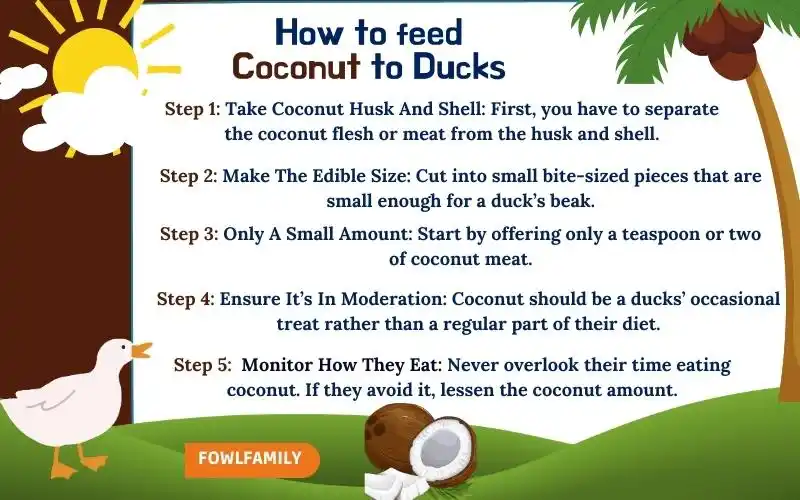 How To Feed Coconuts To Ducks