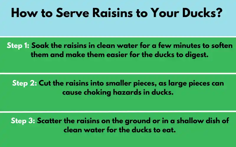 How to Serve Raisins to Your Ducks?