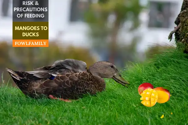 Feeding Mangoes to Your Ducks: Risk and Precautions