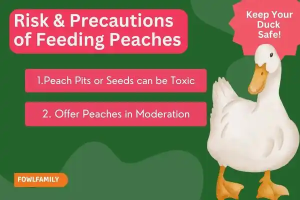 Risks and Precautions of Feeding Peaches to Ducks
