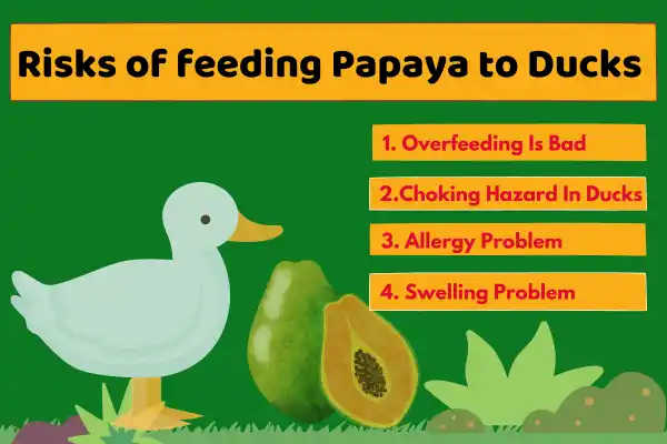 Risks Of Feeding Papaya