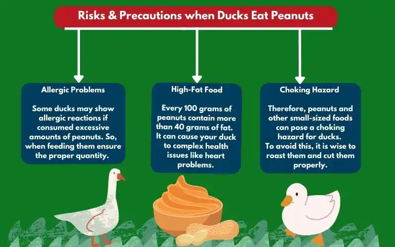 Risks and Precautions of Ducks Eat Peanuts