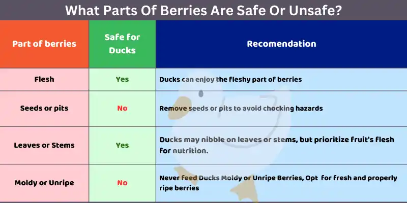 What Parts Of Berries Are Safe Or Unsafe
