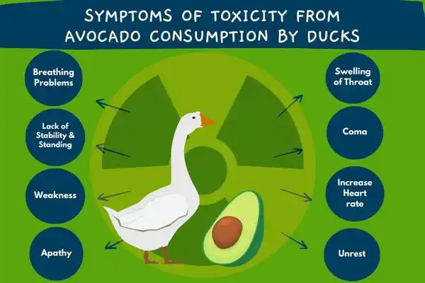 Symptoms of toxicity from avocado consumption by ducks