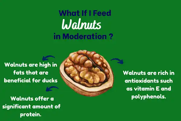 What If I Feed Walnuts in Moderation?