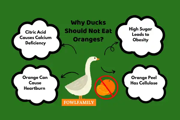 Why Ducks Should Not Eat Oranges?