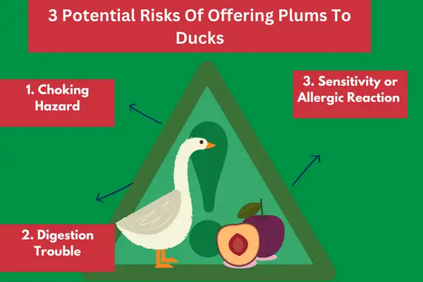 3 Potential Risks Of Offering Plums To Ducks