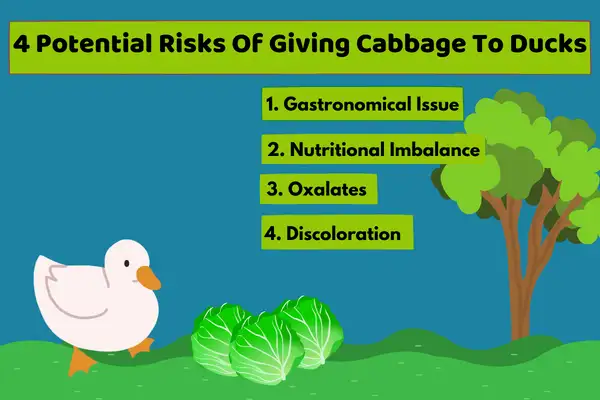 4 Potential Risks Of Giving Cabbage To Ducks