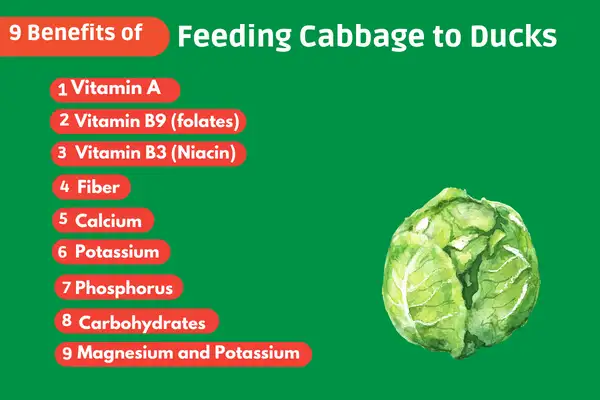 9 Benefits Of Feeding Cabbage To Ducks