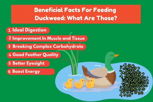 Beneficial Facts For Feeding Duckweed: What Are Those?