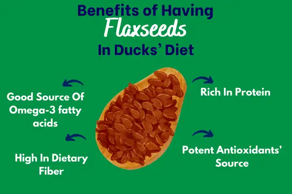 Benefits Of Having Flaxseeds In Ducks’ Diet